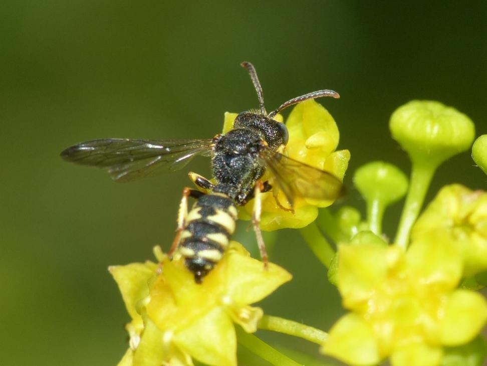 Crabronidae: maschio di Cerceris fimbriata